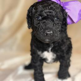 Boots - Black female Goldendoodle puppy in Saint Louis, Missouri from Jax Doodles