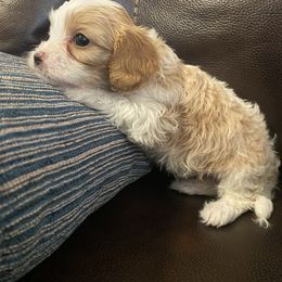 Girl 1 - Blenheim female Cavachon puppy in Pocatello, Idaho from Sarah's Cavachons & King Charles Cavalier Spaniels