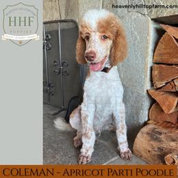 COLEMAN - Parti male Poodle puppy in Charlo, Montana from Heavenly Hilltop Farm