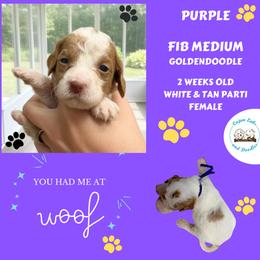 Poppy: Purple Collar - Parti female Goldendoodle puppy in Raceland, Louisiana from Cajun Doodles