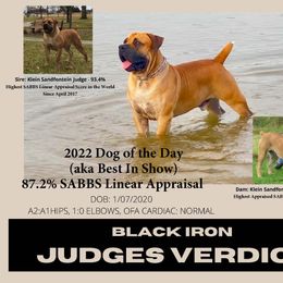 Boerboel All Grown Up from Verdict Boerboels