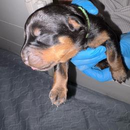 Green girl - Black and mahogany female Rottweiler puppy in Colorado Springs, Colorado from Von Locher Rotties