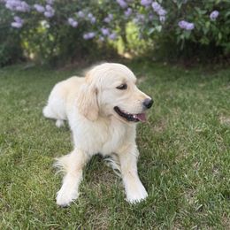 River - Golden Retriever