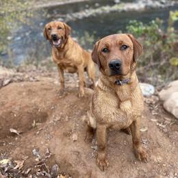 Labrador Retrievers from Sager’s Labrador Puppies