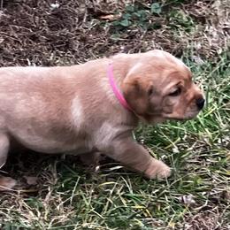 Lacey - Yellow female Labrador Retriever puppy in Princess Anne, Maryland from Little Farm