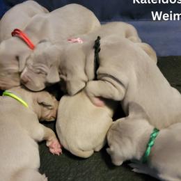 Winston - Weimaraner