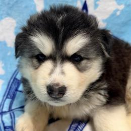 AKC King - Black and white male Siberian Husky puppy in Centreville, Maryland from Huskies By the Bay