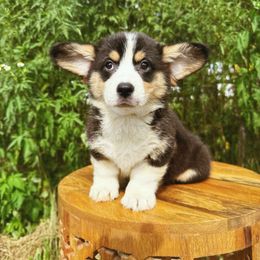 Anna - Black and white female American Corgi puppy in Inverness, Florida from Canaan Farm Corgis