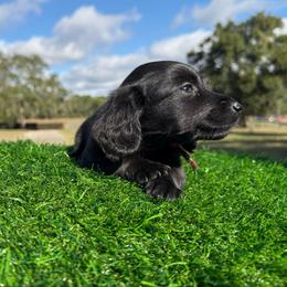 Red collar boy - Black male Dachshund puppy in Apopka, Florida from The HotDog Stand