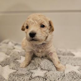 Jolly - Cream female Poodle puppy in Mapleton, Utah from Caboodles Of Poodles