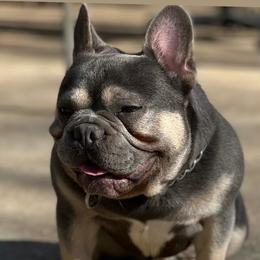Rio  - French Bulldog