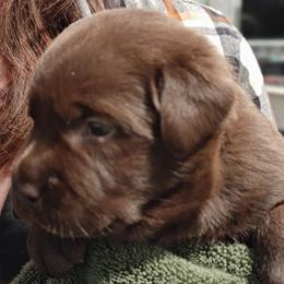 Girl 5 - Chocolate female Labrador Retriever puppy in Huntsville, Alabama from Creek's Edge Labradors