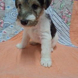 Charlie - White black and tan male Wire Fox Terrier puppy in Lancaster, Missouri from Missouri Meadows Farm