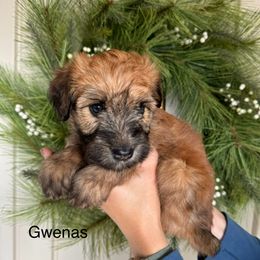 Girl 1 - Wheaten Soft Coated Wheaten Terrier puppy in Newark, Ohio from Valleydayle Doodles and Wheatens