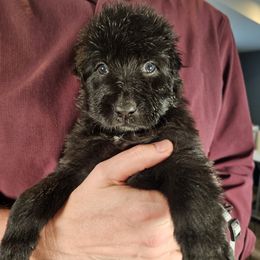 Valor (Grey collar) - Black male German Shepherd puppy in Columbus, Indiana from Stony Lonesome GSD