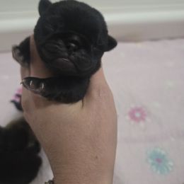 Girl 1 - Black female Pug puppy in Keysville, Georgia from Rollee Pollee Pugs