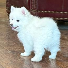 Lepus-Yellow - White male American Eskimo Dog puppy in Squaw Valley, California from Bear Mountain