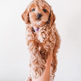 Glory (Purple Collar) - Red  female Goldendoodle puppy in Beaverton, Oregon from Henry Elliots