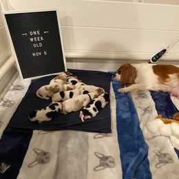 Cavalier King Charles Spaniel Puppies from CK Cavaliers