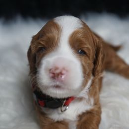 Valentino - Red male Labradoodle puppy in Fontana, California from Glory Labradoodle’s