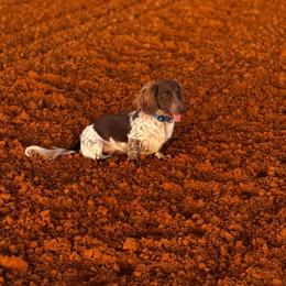 Lester McCray - Dachshund