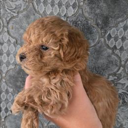 Smirf - Red  male Poodle puppy in Mapleton, Utah from Caboodles Of Poodles