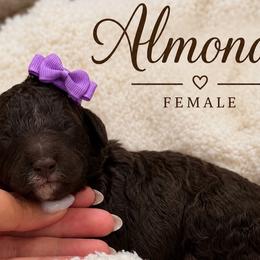 Almond - Chocolate female Goldendoodle puppy in Miami, Florida from Jade’s Paws & Co. Of Miami LLC