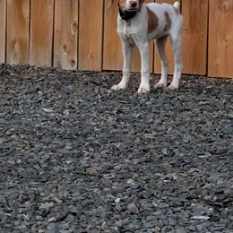 Orange - Orange and white female Brittany puppy in Everett, Washington from Carrae's Brittanys