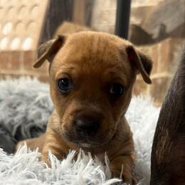 Sable Tux - Sable and white male Teddy Roosevelt Terrier puppy in Little Elm, Texas from Stone's Teddy Roosevelt Terrier's