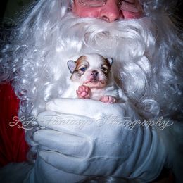 Companion Cross, Papillon, and Pomeranian Puppies from Lovely Ladies and Little Asses Miniature Equines (L3A Pomeranians & Papillons)
