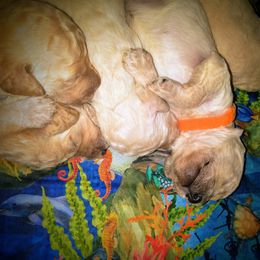 Poodle Puppies from Bellissimo Standard Poodles