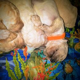 Poodle Puppies from Bellissimo Standard Poodles