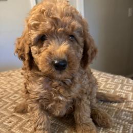 Green collar boy - Red  male Goldendoodle puppy in Vian, Oklahoma from Dog Days Doodles