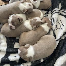Boston Terrier Puppies from Bill's Boston Babies