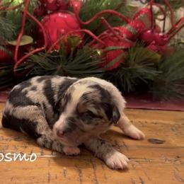 Cosmo - Blue merle male Aussiedoodle puppy in Cartersville, Georgia from Simply Blessed Doodles