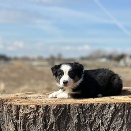 Australian Shepherd Puppies from 2Harts Aussies
