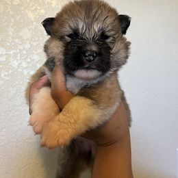 Girl 2 - Long coat - Red female Japanese Akitainu puppy in Copperas Cove, Texas from Winmont Akitas