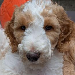 Peach Collar - Parti male Goldendoodle puppy in Olympia, Washington from Sinclairdoodles