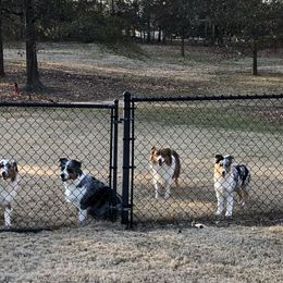 Australian Shepherds from Howell Aussies