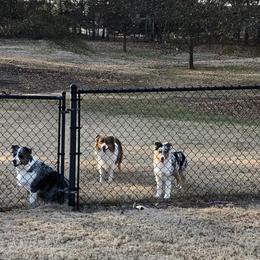 Australian Shepherds from Howell Aussies