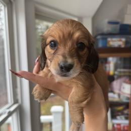 Shaded Red- Cinnamon Bun- 3500 - Red female Dachshund puppy in North Branch, Michigan from Monarch Miniature Dachshunds