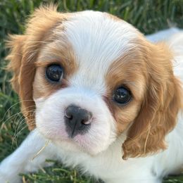 Cavalier King Charles Spaniel Puppies from Rolling Meadows Cavaliers