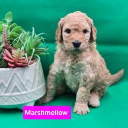 Marshmellow - Apricot female Goldendoodle puppy in Summerville, South Carolina from Channys Doodles