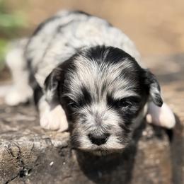 Bonnie Blue - Blue brindle female Havapoo puppy in Bowling Green, Kentucky from Denise Clark