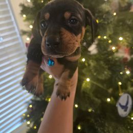 Cole - Black and tan male Dachshund puppy in Berry, Alabama from Whisper Gray