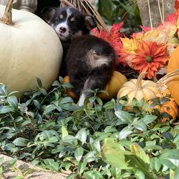 Pembroke Welsh Corgi Puppies from A&A’s Adorable Corgis