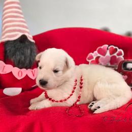 Boy 4 - White male German Shepherd puppy in Matteson, Illinois from The Shepherds View