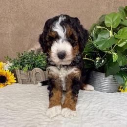 PepperJack - Tri-color male Bernedoodle puppy in Seymour, Missouri from D and D’s Dandy Doodles