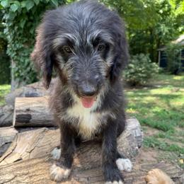 Natasha (Black Widow) - female Australian Mountain Doodle puppy in Williamston, South Carolina from Sassy Bob’s Dogs