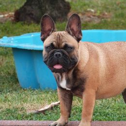 French Bulldog and Rottweiler All Grown Up from QuarterWoods Rottweilers and French bulldogs